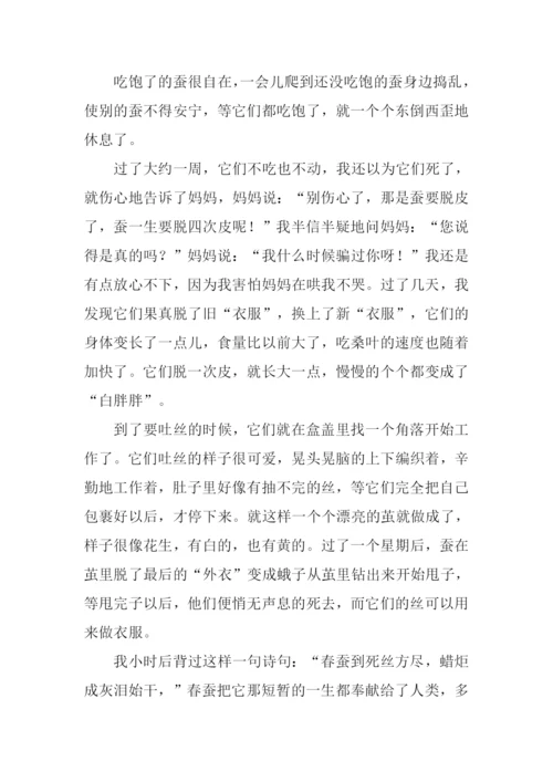三年级春蚕作文.docx