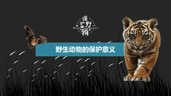保护野生动物老虎PPT模板
