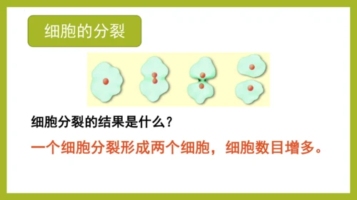 2.2.1细胞通过分裂产生新细胞课件2023--2024学年人教版生物七年级上册(共28张PPT)