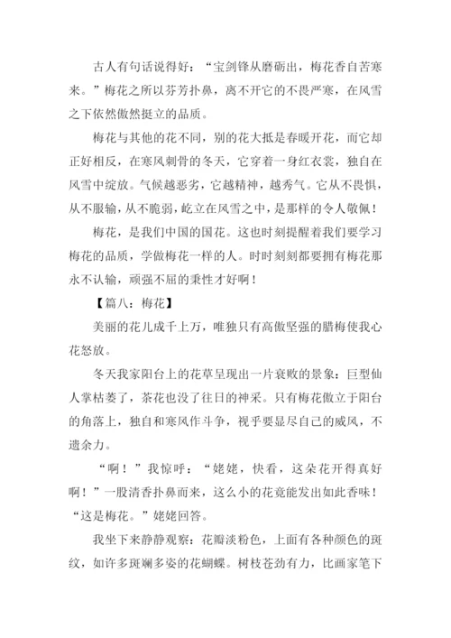 描写梅花的作文100字.docx