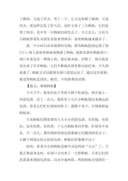 三年级作文观察蚂蚁.docx