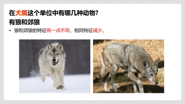6.1.2+从种到界-【互动课堂】八年级生物上册精品课件（人教版）(共20张PPT)