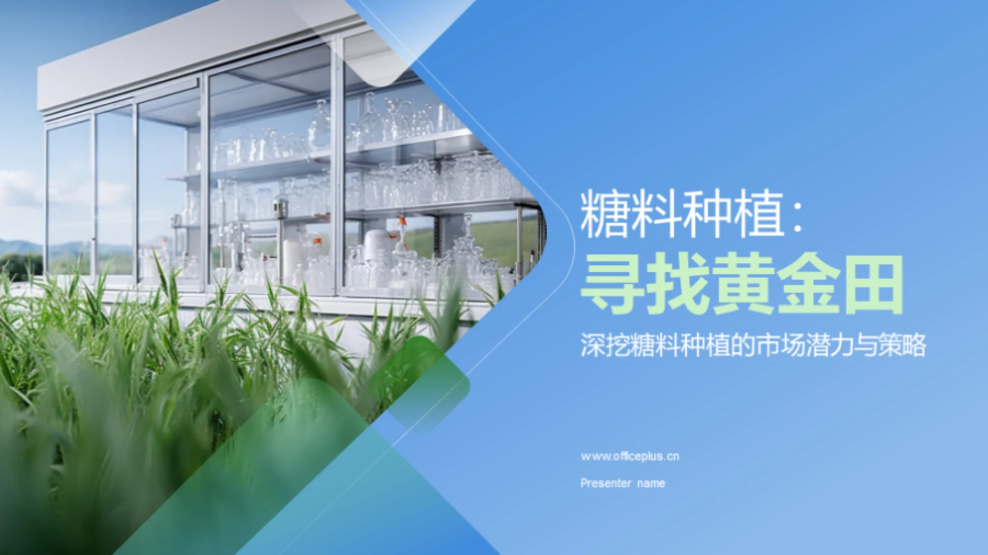 糖料种植:寻找黄金田