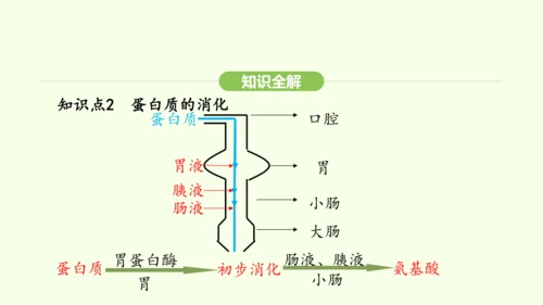 第四单元-第二章-第二节 第2课时 食物的吸收课件-2024-2025学年七年级生物下学期人教版(2