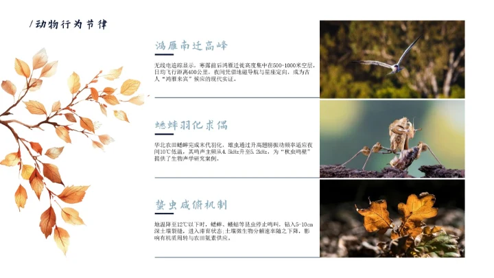 瓷青色简约风寒露节气PPT模版