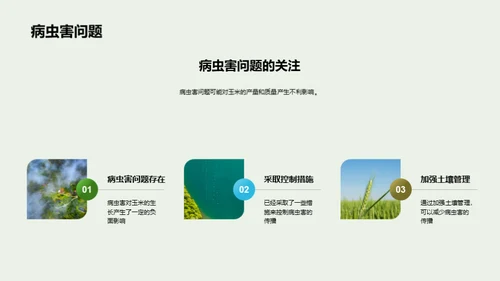 玉米种植：全面优化策略