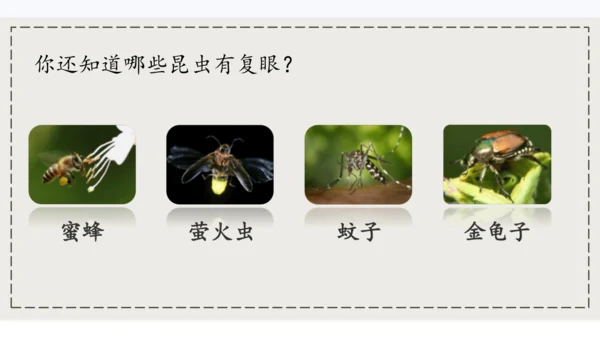 4昆虫备忘录   课件