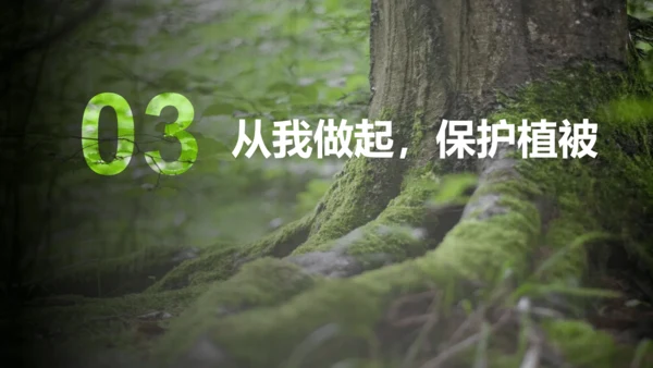 3.6 爱护植被，绿化祖国2023-2024学年七年级生物上册精品课件（人教版）(共21张PPT)