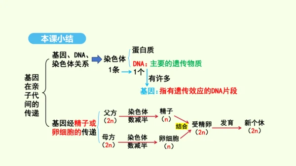 7.2.2基因在亲子代间的传递课件-人教版生物八年级下册(共29张PPT)