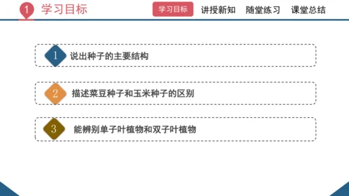 3.1.2  种子植物（课时1 种子的结构）课件-2023-2024学年人教版生物七年级上册(共24