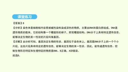 7.2.2基因在亲子代间的传递课件-人教版生物八年级下册(共29张PPT)