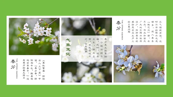 春分春天的白花通用PPT模板