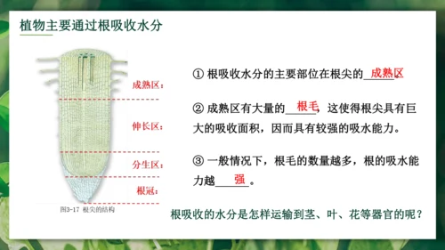 3.3  绿色植物与生物圈的水循环 课件-2023-2024学年人教版生物七年级上册(共23张PPT