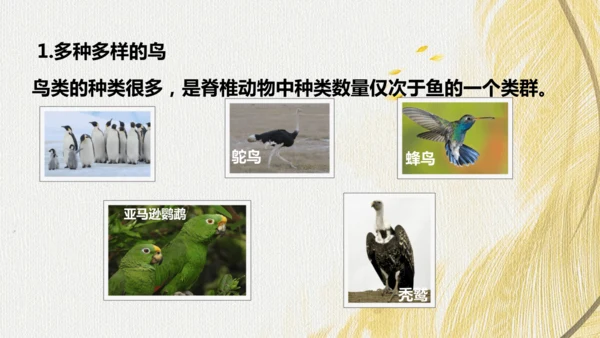 人教版 初中生物七年级上册2.2.2脊椎动物（鸟和哺乳动物）课件(共24张PPT)+ 视频素材