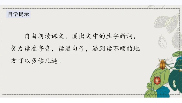 4昆虫备忘录   课件