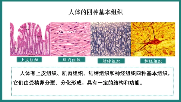 第一单元第三章从细胞到生物体（复习课件）-七年级生物上册同步教学精制课件（人教版2024）(共44张