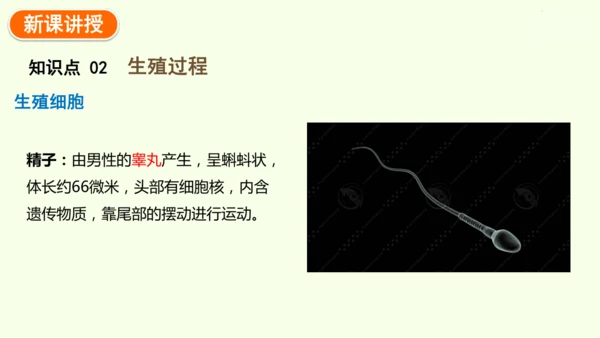4.1.1人的生殖-七年级生物下学期同步精品课件（2024人教版）(共24张PPT)