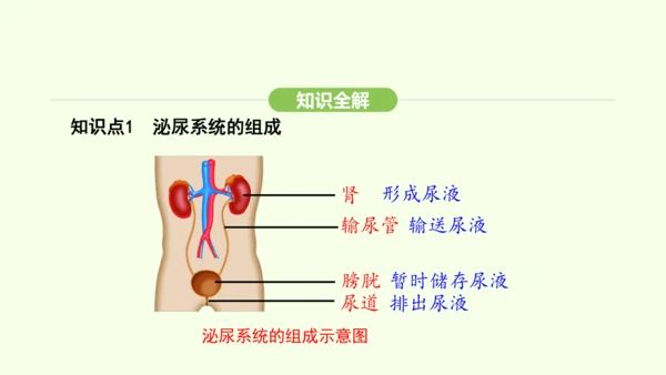 第四单元-第五章-人体内废物的排出课件-2024-2025学年七年级生物下学期人教版(2024)(共
