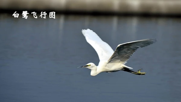《1 白鹭》课件