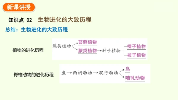 7.3.2生物进化的历程-八年级生物人教版下学期同步精品课件(共34张PPT)