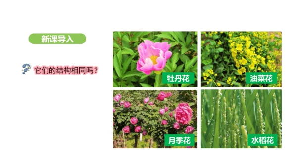 第三单元-第一章-第三节-开花和结果课件-2024-2025学年七年级生物下学期人教版(2024)(