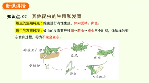 7.1.2昆虫的生殖和发育-八年级生物人教版下学期同步精品课件(共29张PPT)