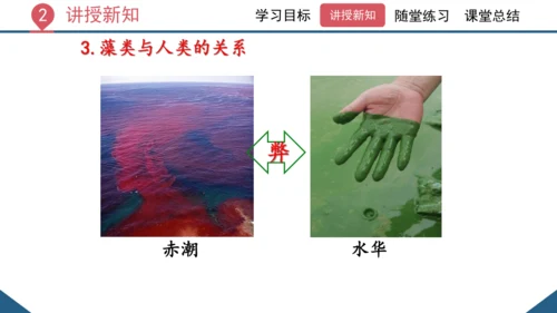3.1.1 藻类、苔藓和蕨类植物课件 2023--2024学年人教版生物七年级上册(共26张PPT)