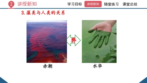 3.1.1 藻类、苔藓和蕨类植物课件 2023--2024学年人教版生物七年级上册(共26张PPT)