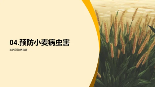 小麦种植科技解读