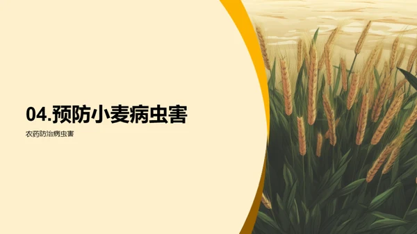 小麦种植科技解读