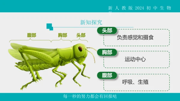 人教版生物七年级上册2.2.1《无脊椎动物》教学课件(共40张PPT)+视频素材
