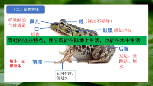 2.2.2脊椎动物（第2课时两栖动物和爬行动物）-七年级生物上册同步优质备课系列（人教版2024新教