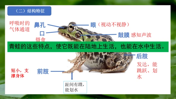 2.2.2脊椎动物（第2课时两栖动物和爬行动物）-七年级生物上册同步优质备课系列（人教版2024新教