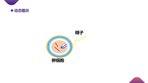 初高中生物课减数分裂作用PPT教学课件