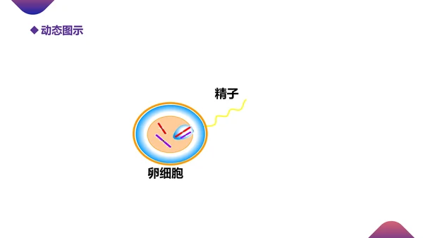 初高中生物课减数分裂作用PPT教学课件