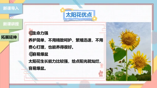 【北师大版】二年级《劳动实践指导手册》第11课《一起来种太阳花》课件