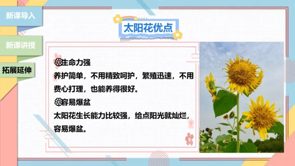 【北师大版】二年级《劳动实践指导手册》第11课《一起来种太阳花》课件