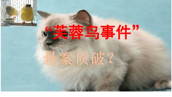 17  猫  课件(共52张PPT)