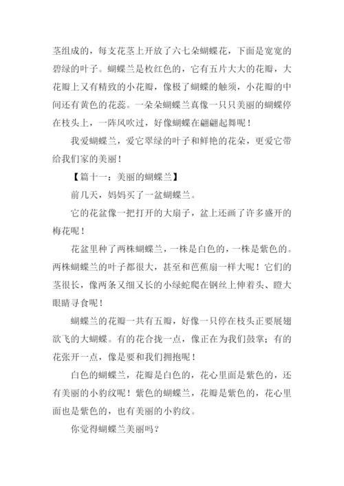 美丽的蝴蝶兰作文200字.docx