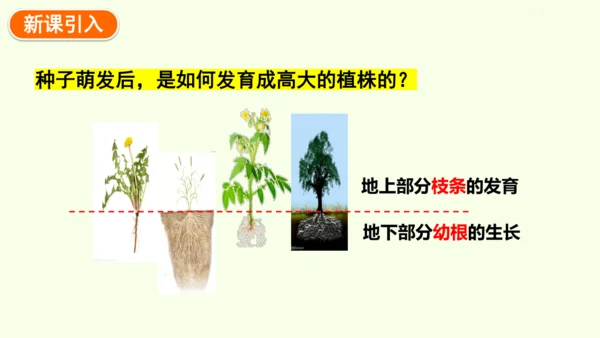 3.1.2植株的生长-七年级生物下学期同步精品课件（2024人教版）(共26张PPT)