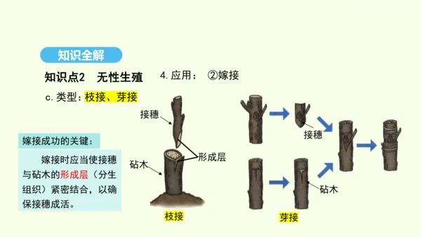 7.1.1植物的生殖课件-人教版生物八年级下册(共33张PPT)