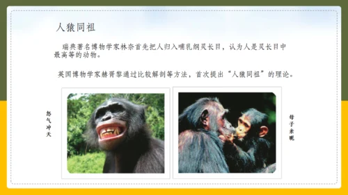 人类的起源和进化生物课通用PPT课件