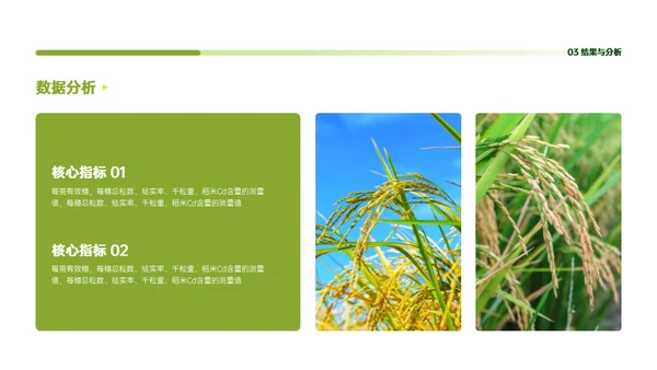 稻谷麦穗增产农作物与重金属污染通用PPT模板