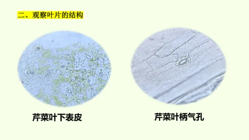3.2.1水的利用与散失-七年级生物下学期同步精品课件（2024人教版）(共32张PPT)