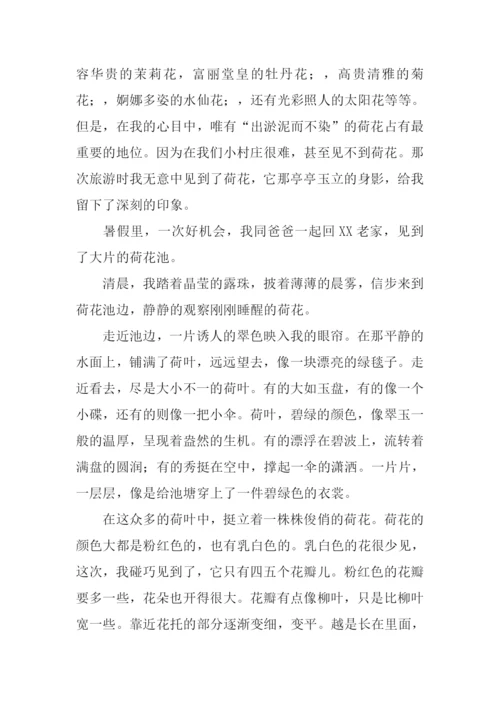 关于荷花的作文.docx