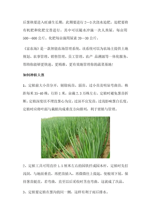 大葱种植时间和种植技术方法