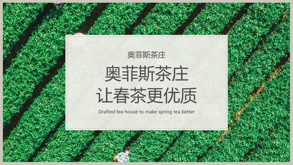 白色春茶产品介绍宣传手册
