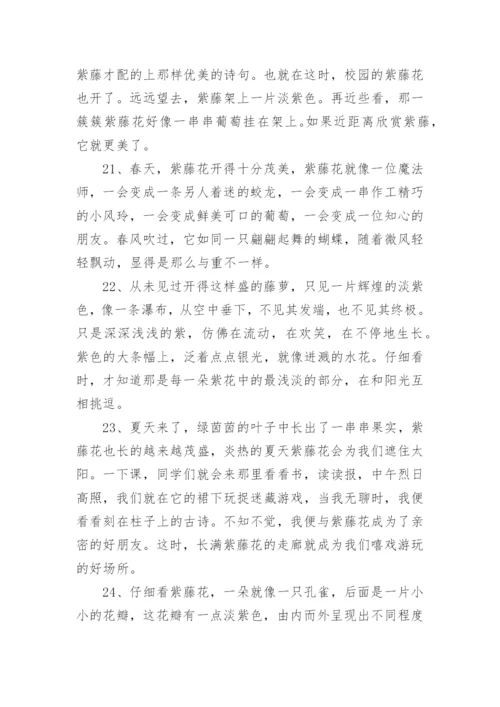描写紫藤花的句子.docx