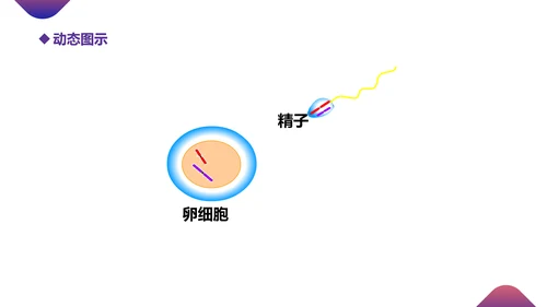 初高中生物课减数分裂作用PPT教学课件