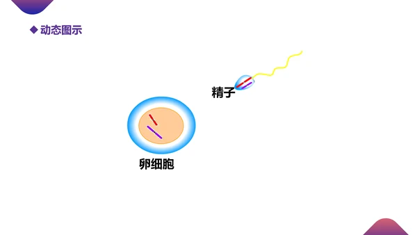 初高中生物课减数分裂作用PPT教学课件